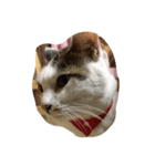 Cat Cocoa（個別スタンプ：3）