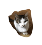 Cat Cocoa（個別スタンプ：4）