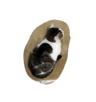 Cat Cocoa（個別スタンプ：5）