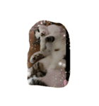 Cat Cocoa（個別スタンプ：6）