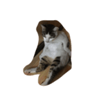 Cat Cocoa（個別スタンプ：7）