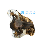 可愛い有尾達〜イモリ・サンショウウオ〜（個別スタンプ：1）