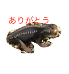 可愛い有尾達〜イモリ・サンショウウオ〜（個別スタンプ：3）