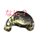 可愛い有尾達〜イモリ・サンショウウオ〜（個別スタンプ：4）