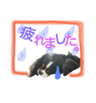 ワンコ実写スタンプ6☆キャバリアトライ（個別スタンプ：5）
