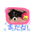 ワンコ実写スタンプ6☆キャバリアトライ（個別スタンプ：12）