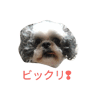ミーパン（シーズー）スタンプ（個別スタンプ：1）
