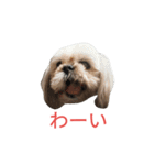 ミーパン（シーズー）スタンプ（個別スタンプ：2）