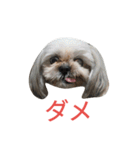 ミーパン（シーズー）スタンプ（個別スタンプ：4）