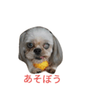 ミーパン（シーズー）スタンプ（個別スタンプ：5）