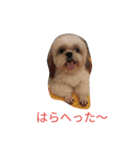 ミーパン（シーズー）スタンプ（個別スタンプ：8）
