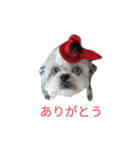 ミーパン（シーズー）スタンプ（個別スタンプ：9）