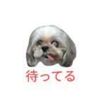 ミーパン（シーズー）スタンプ（個別スタンプ：11）