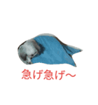 ミーパン（シーズー）スタンプ（個別スタンプ：12）