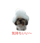 ミーパン（シーズー）スタンプ（個別スタンプ：13）