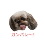 ミーパン（シーズー）スタンプ（個別スタンプ：14）