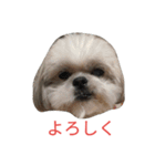 ミーパン（シーズー）スタンプ（個別スタンプ：15）