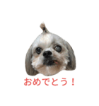 ミーパン（シーズー）スタンプ（個別スタンプ：17）