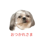 ミーパン（シーズー）スタンプ（個別スタンプ：18）