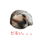 ミーパン（シーズー）スタンプ（個別スタンプ：24）