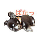 ショコラスタンプ（個別スタンプ：2）