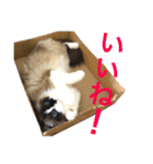 のんのんのんちゃん◎2（個別スタンプ：3）