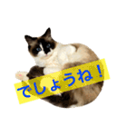 のんのんのんちゃん◎2（個別スタンプ：5）