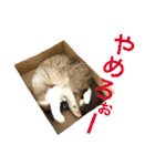 のんのんのんちゃん◎2（個別スタンプ：8）
