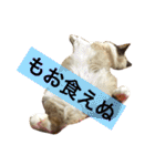 のんのんのんちゃん◎2（個別スタンプ：10）