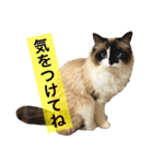のんのんのんちゃん◎2（個別スタンプ：14）