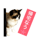 のんのんのんちゃん◎2（個別スタンプ：20）