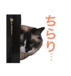のんのんのんちゃん◎2（個別スタンプ：23）