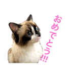 のんのんのんちゃん◎2（個別スタンプ：31）