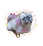 sisimaru  da！！  wan（個別スタンプ：1）