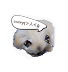 sisimaru  da！！  wan（個別スタンプ：2）