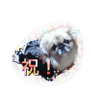 sisimaru  da！！  wan（個別スタンプ：8）