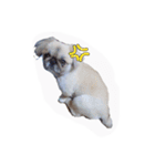 sisimaru  da！！  wan（個別スタンプ：9）