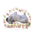 sisimaru  da！！  wan（個別スタンプ：10）