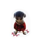 sisimaru  da！！  wan（個別スタンプ：12）