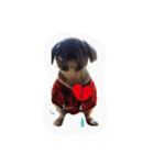 sisimaru  da！！  wan（個別スタンプ：14）