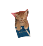 cat(kohaku)（個別スタンプ：1）