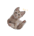 cat(kohaku)（個別スタンプ：2）
