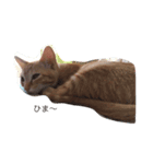 cat(kohaku)（個別スタンプ：3）