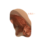 cat(kohaku)（個別スタンプ：4）