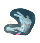 cat(kohaku)（個別スタンプ：5）