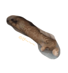 cat(kohaku)（個別スタンプ：6）