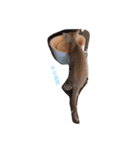 cat(kohaku)（個別スタンプ：7）