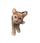 cat(kohaku)（個別スタンプ：8）
