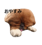 ちょこわん（個別スタンプ：2）