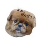 ちょこわん（個別スタンプ：13）